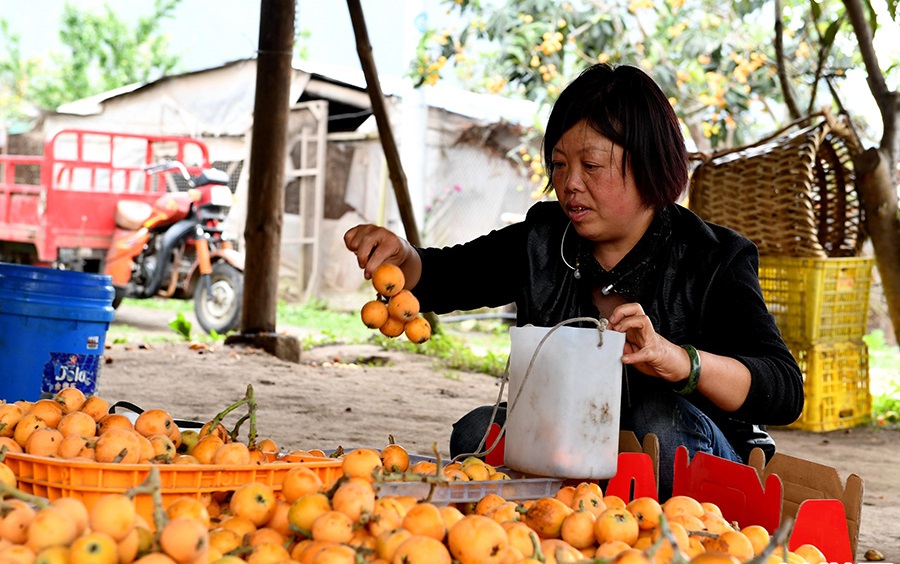 西藏察隅农场枇杷熟了
