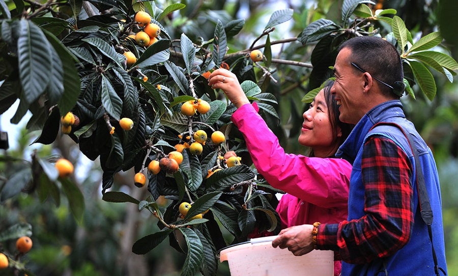 西藏察隅农场枇杷熟了