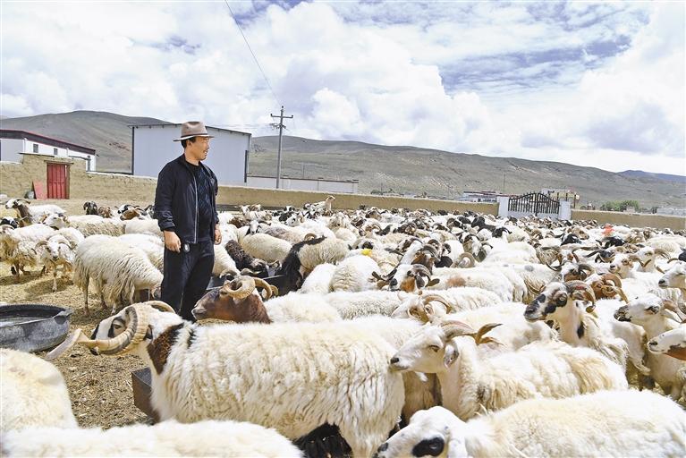发“羊”财_西藏自治区人民政府